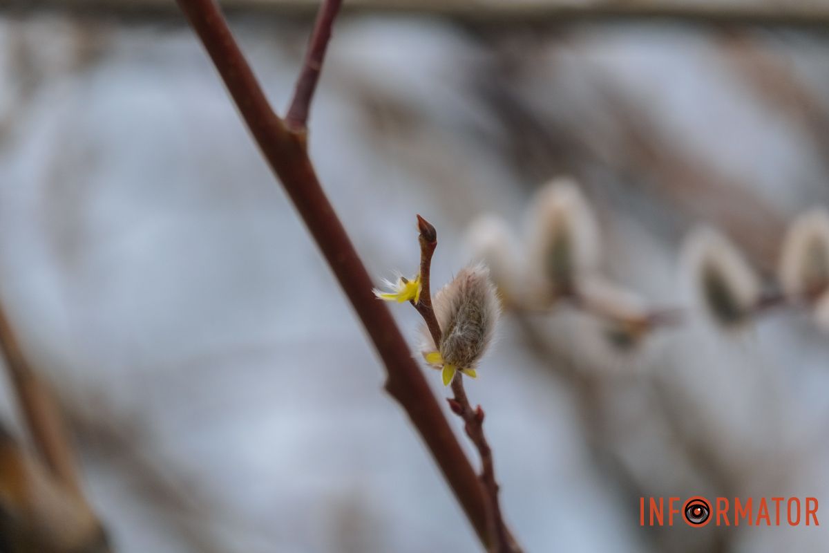 Пушистый символ весны: на Монастырском острове появились ивовые котики.