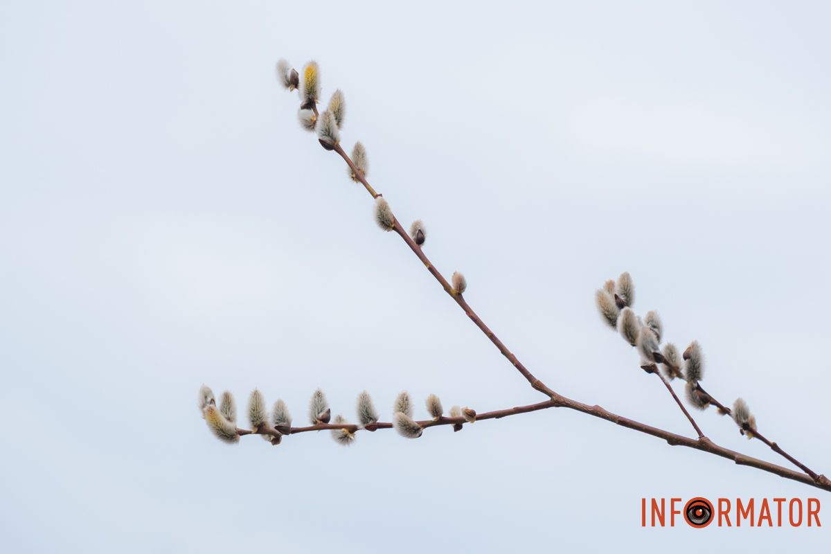 Пушистый символ весны: на Монастырском острове появились ивовые котики.