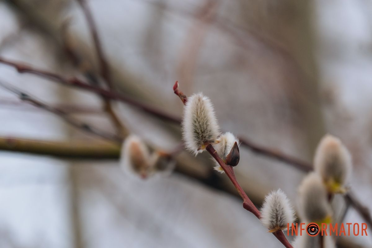 Пушистый символ весны: на Монастырском острове появились ивовые котики.