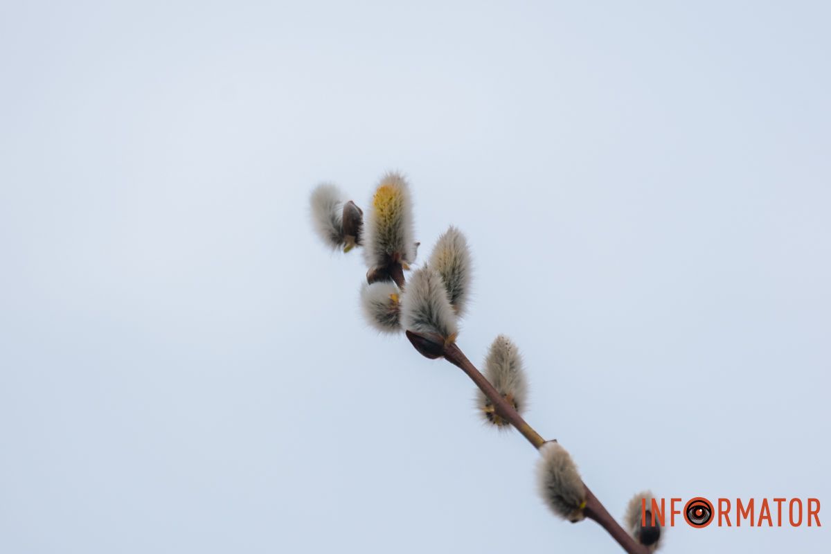 Пушистый символ весны: на Монастырском острове появились ивовые котики.