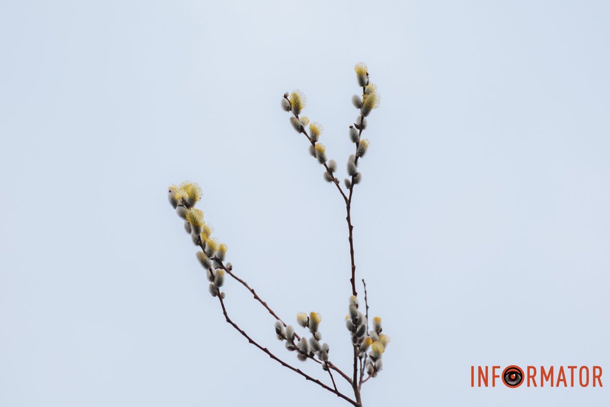 Пушистый символ весны: на Монастырском острове появились ивовые котики.