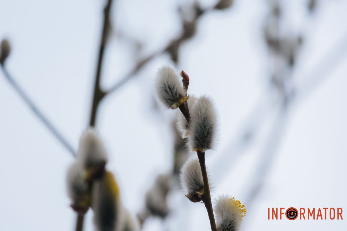 Пушистый символ весны: на Монастырском острове появились ивовые котики.