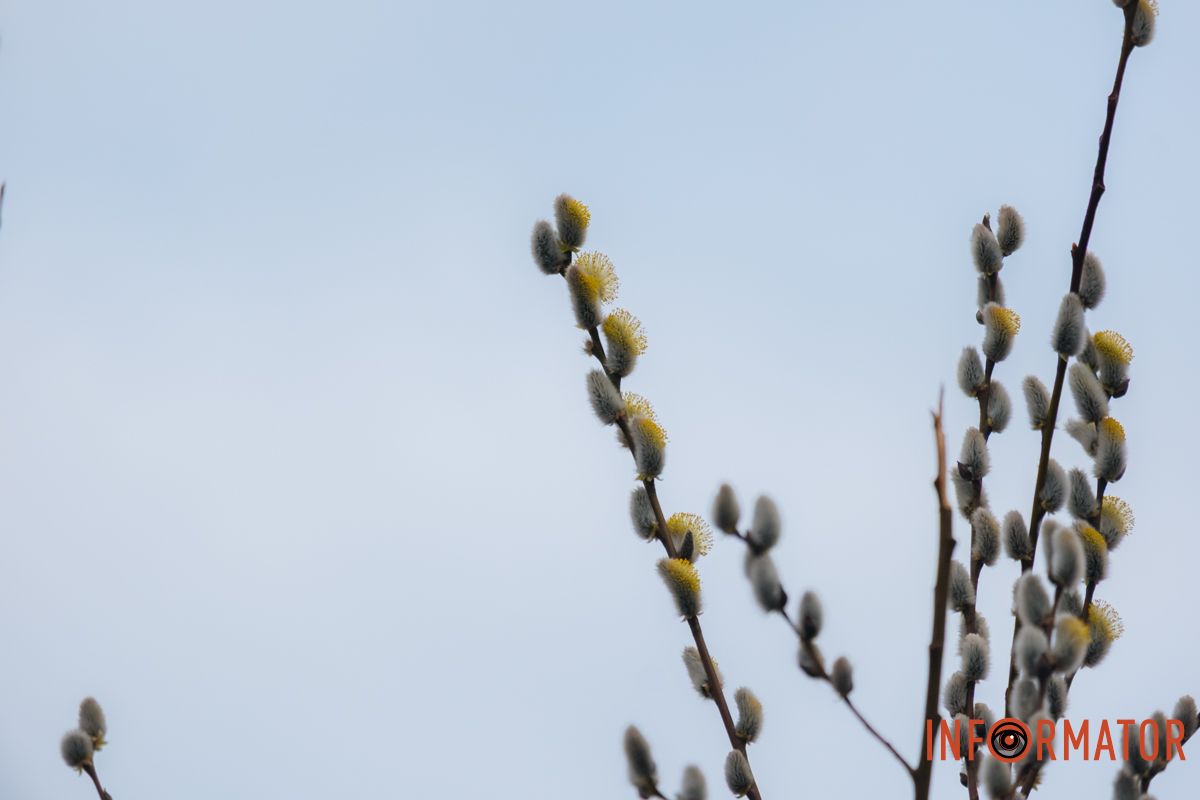 Пушистый символ весны: на Монастырском острове появились ивовые котики.