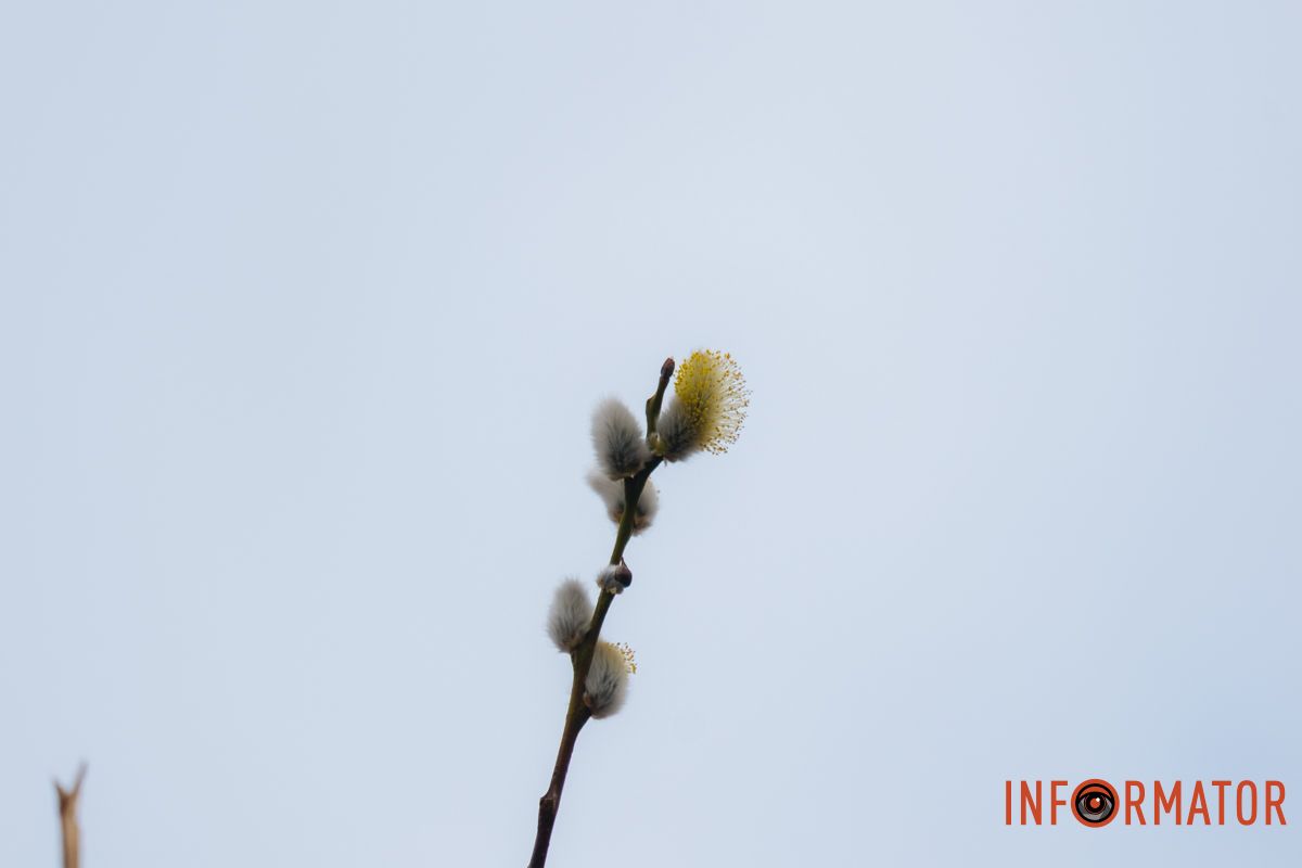 Пушистый символ весны: на Монастырском острове появились ивовые котики.