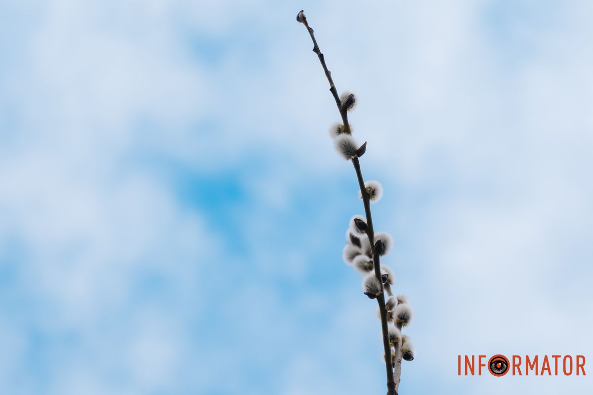 Пушистый символ весны: на Монастырском острове появились ивовые котики.