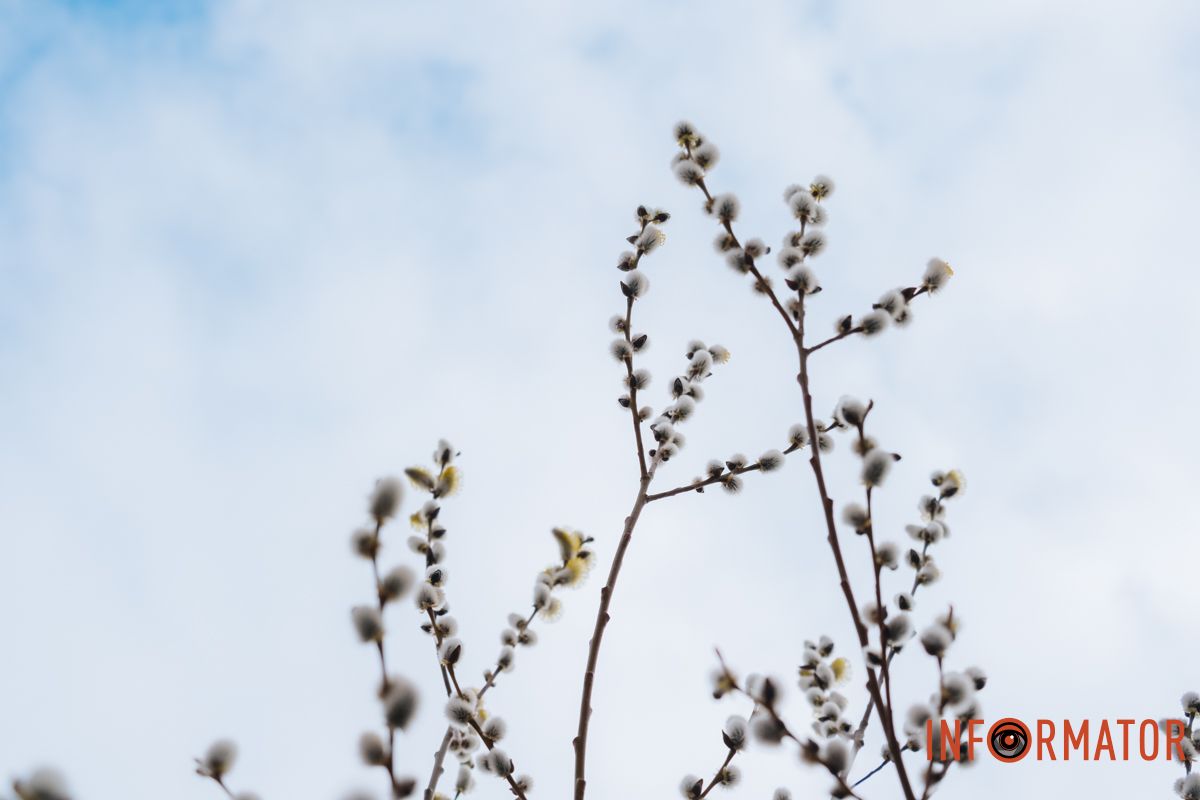 Пушистый символ весны: на Монастырском острове появились ивовые котики 22