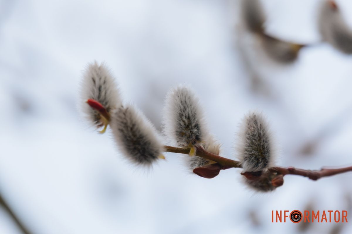 Пушистый символ весны: на Монастырском острове появились ивовые котики.