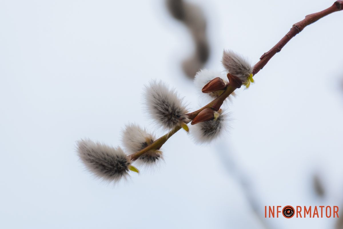 Пушистый символ весны: на Монастырском острове появились ивовые котики 23