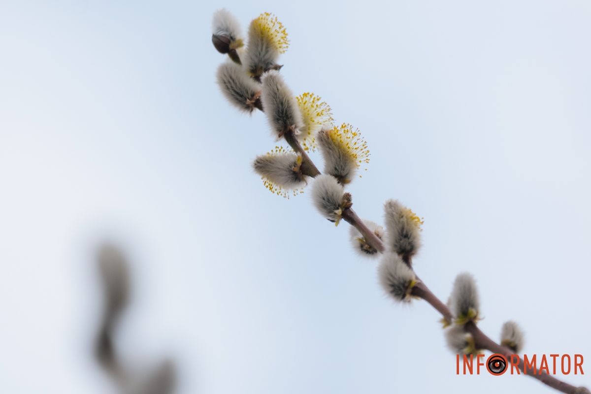 Пушистый символ весны: на Монастырском острове появились ивовые котики 24