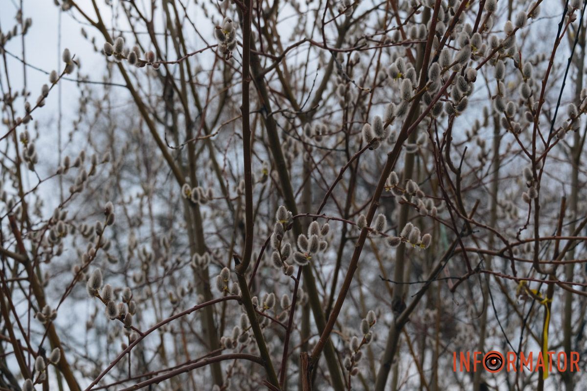 Пушистый символ весны: на Монастырском острове появились ивовые котики 26