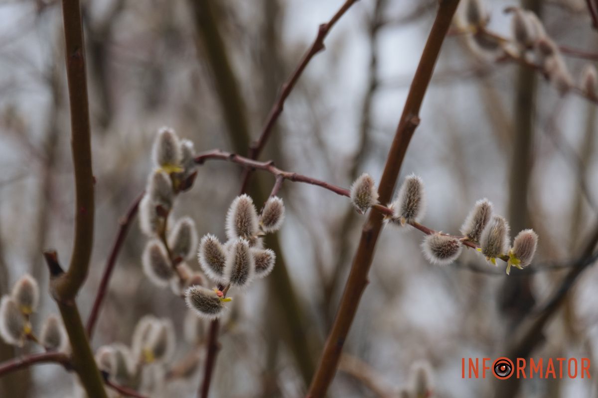 Пушистый символ весны: на Монастырском острове появились ивовые котики 25