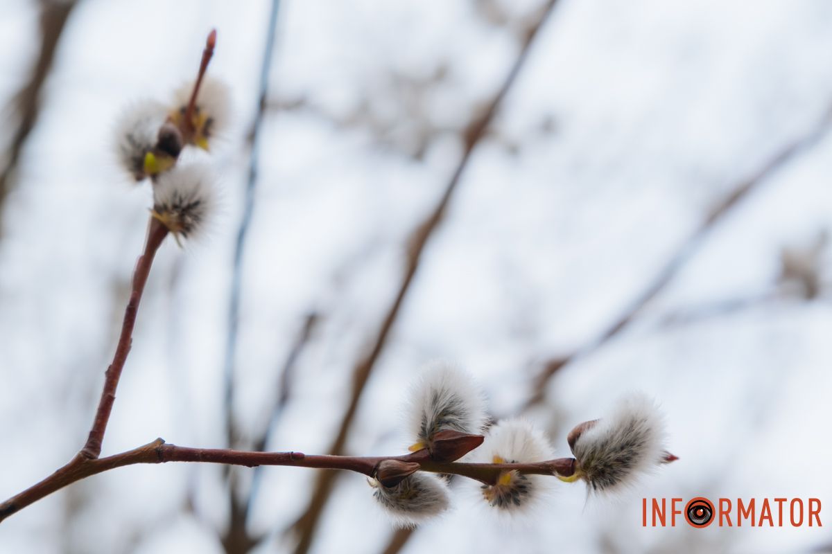 Пушистый символ весны: на Монастырском острове появились ивовые котики.