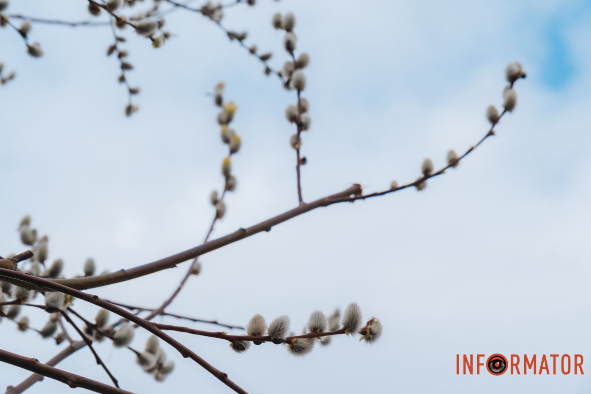 Пушистый символ весны: на Монастырском острове появились ивовые котики.