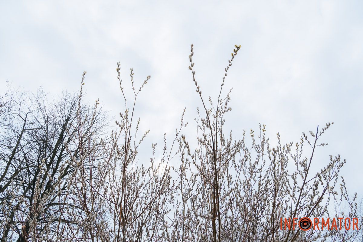 Пушистый символ весны: на Монастырском острове появились ивовые котики.