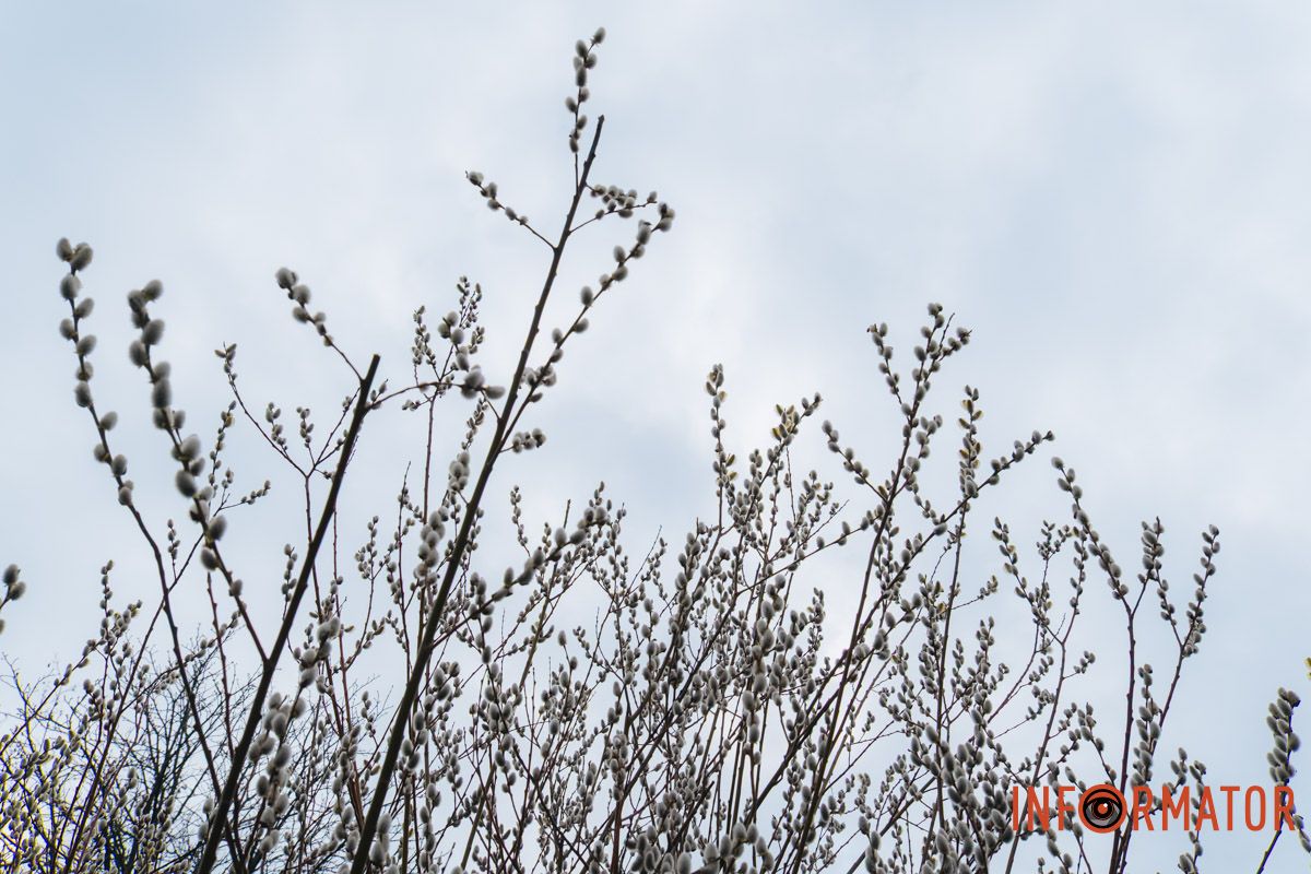 Пушистый символ весны: на Монастырском острове появились ивовые котики 30