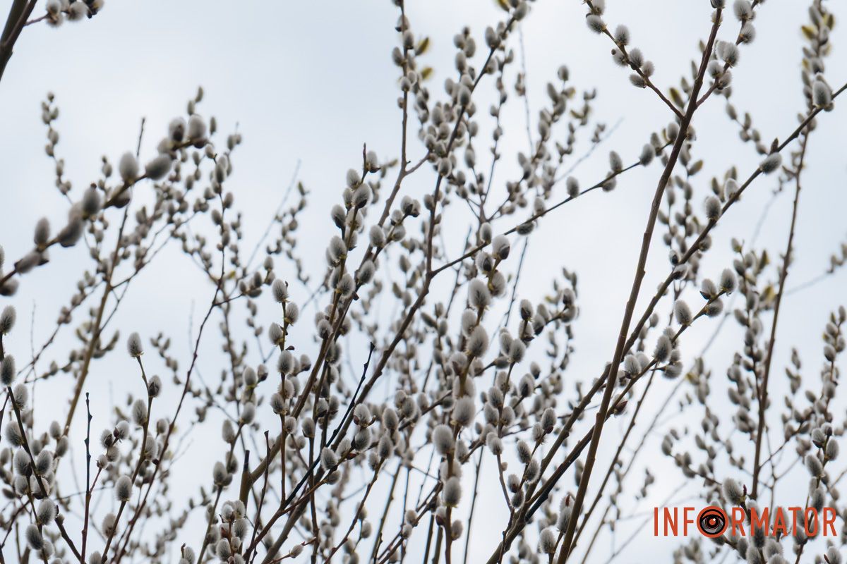 Пушистый символ весны: на Монастырском острове появились ивовые котики 31