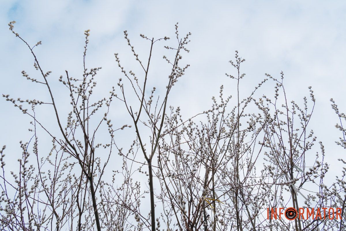 Пушистый символ весны: на Монастырском острове появились ивовые котики 32