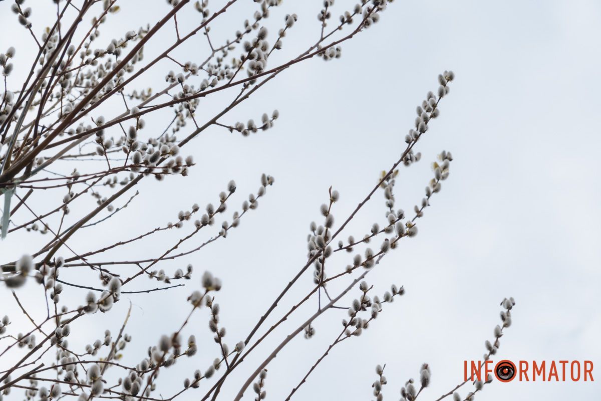 Пушистый символ весны: на Монастырском острове появились ивовые котики 33