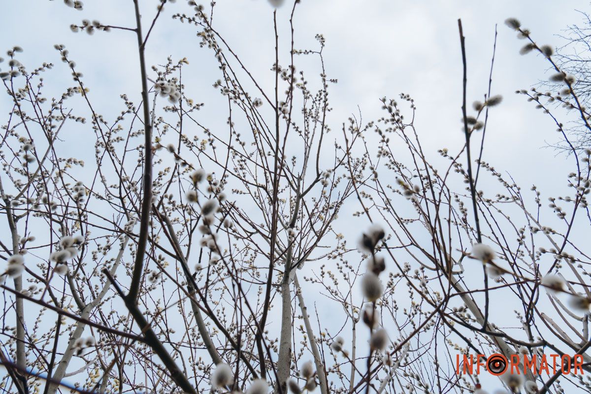 Пушистый символ весны: на Монастырском острове появились ивовые котики 34