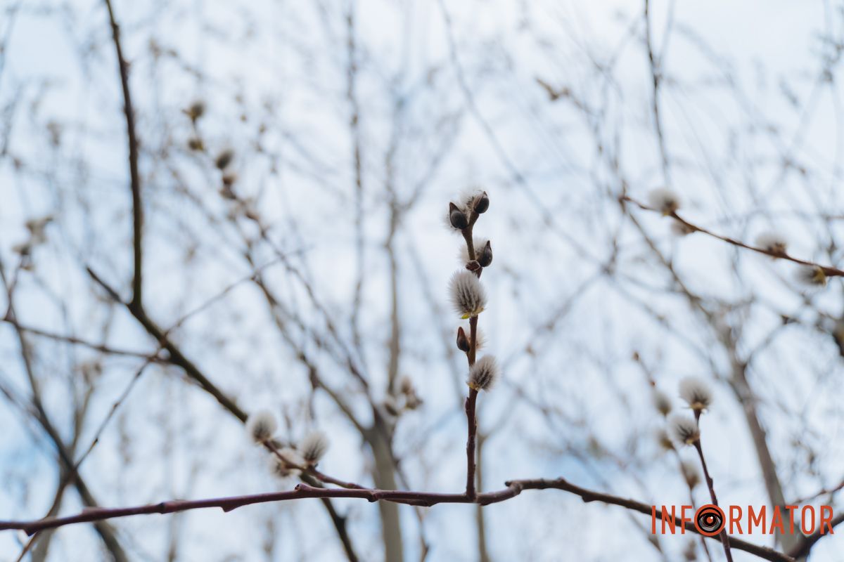 Пушистый символ весны: на Монастырском острове появились ивовые котики 36