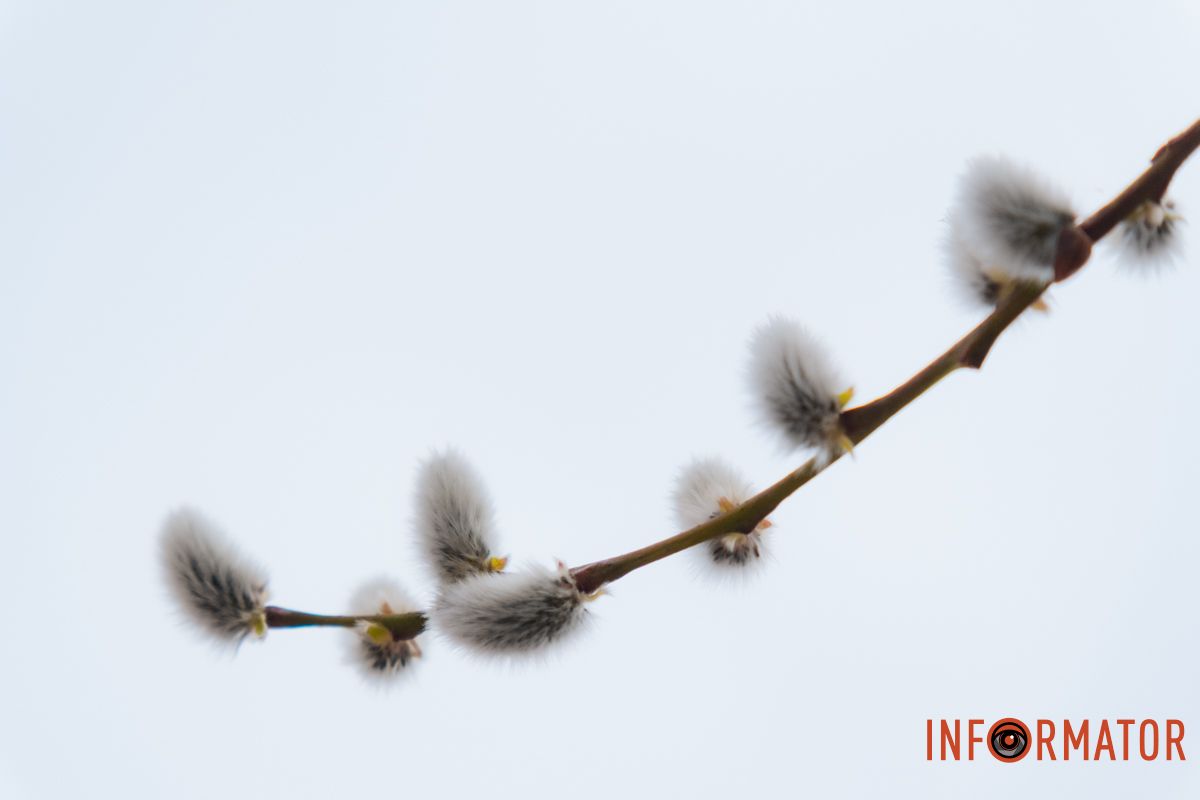 Пушистый символ весны: на Монастырском острове появились ивовые котики 35