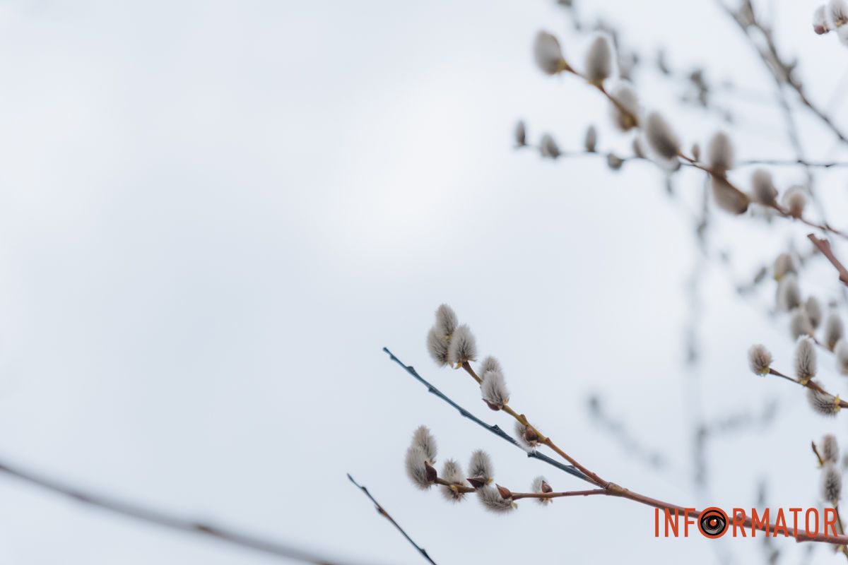 Пушистый символ весны: на Монастырском острове появились ивовые котики 37