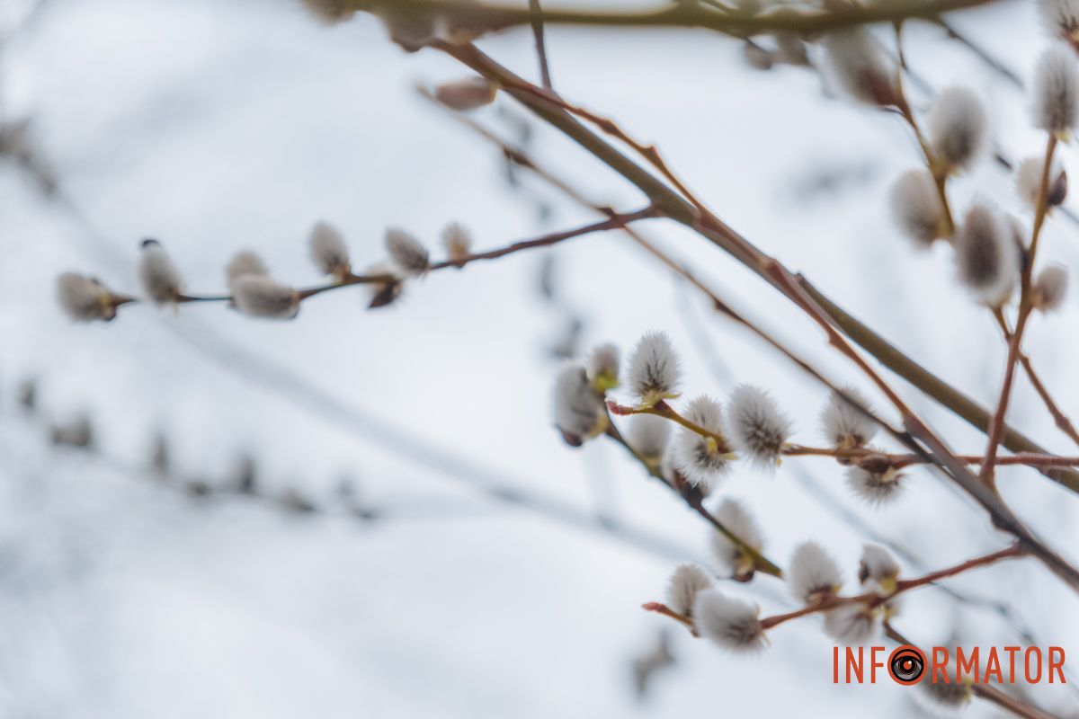 Пушистый символ весны: на Монастырском острове появились ивовые котики 38