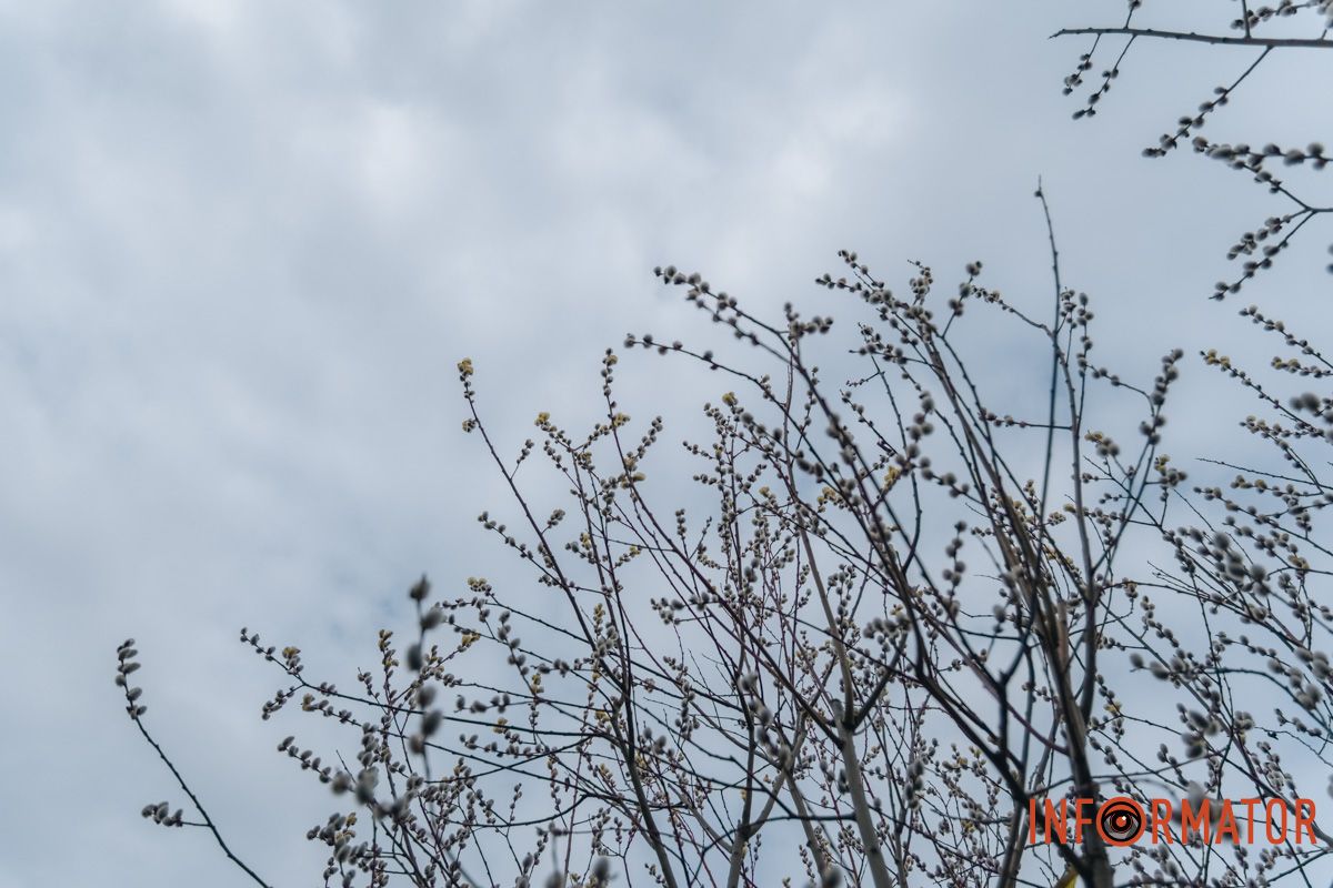 Пушистый символ весны: на Монастырском острове появились ивовые котики.