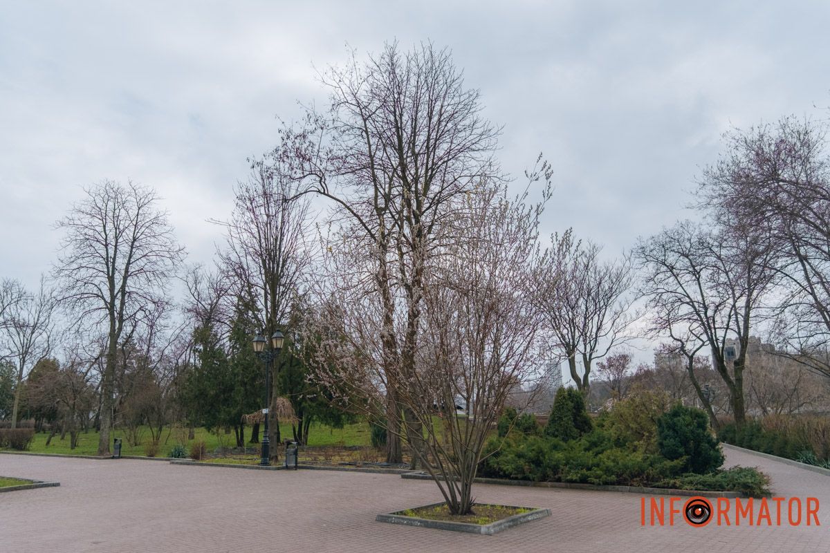 Пушистый символ весны: на Монастырском острове появились ивовые котики.