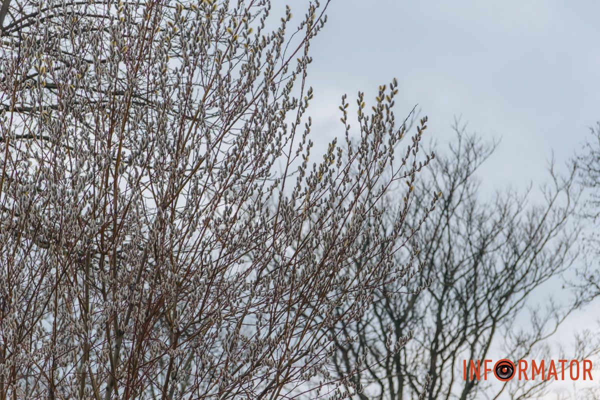 Пушистый символ весны: на Монастырском острове появились ивовые котики 43