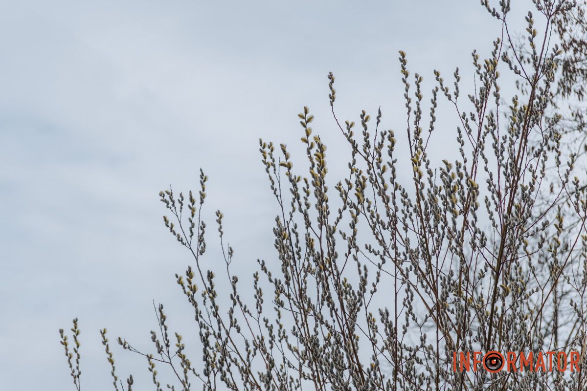 Пушистый символ весны: на Монастырском острове появились ивовые котики 45