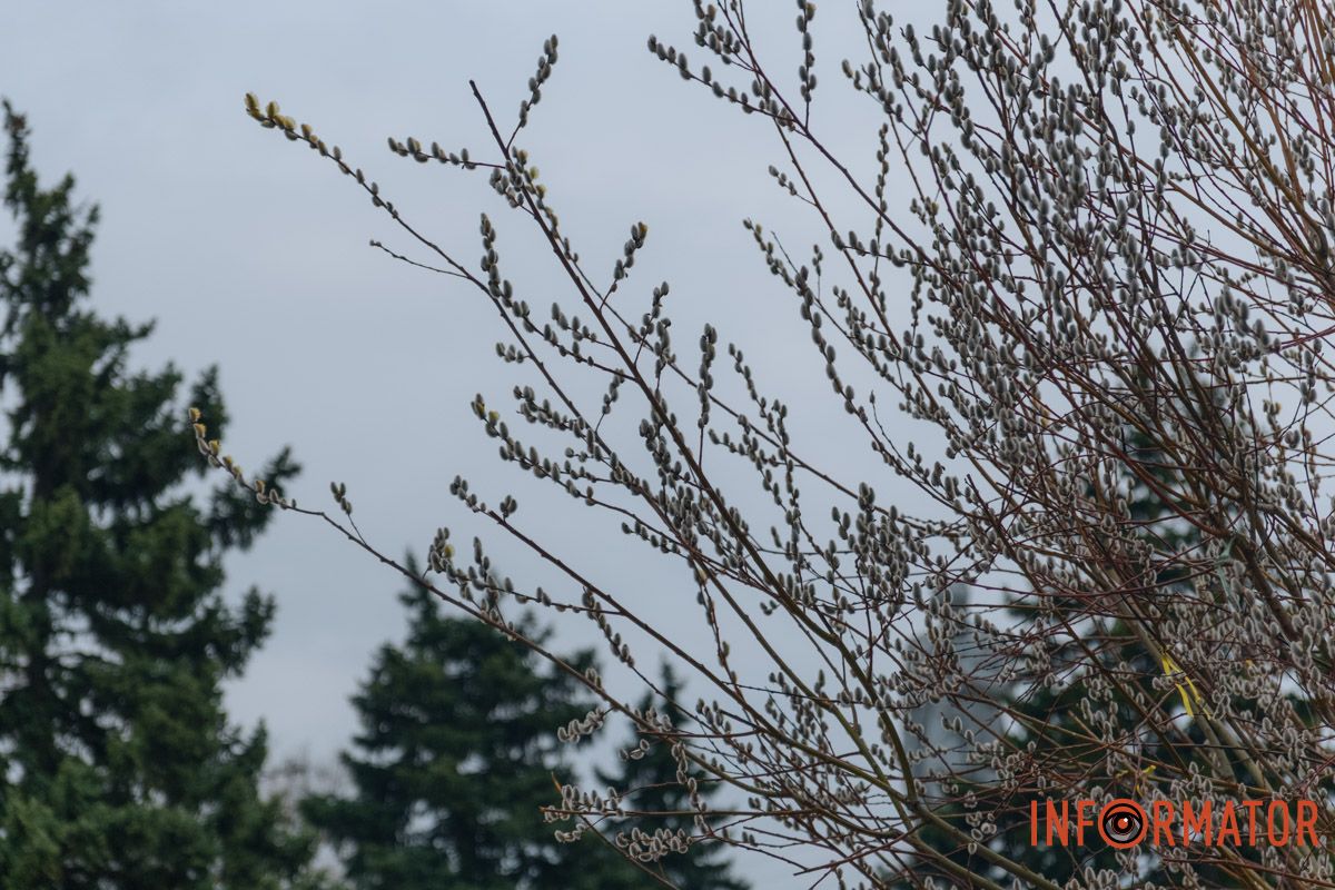 Пушистый символ весны: на Монастырском острове появились ивовые котики.