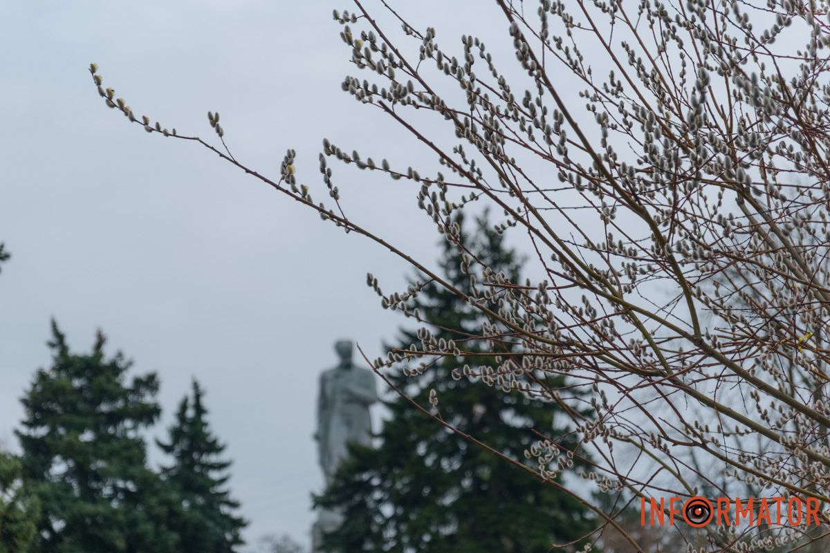 Пушистый символ весны: на Монастырском острове появились ивовые котики.