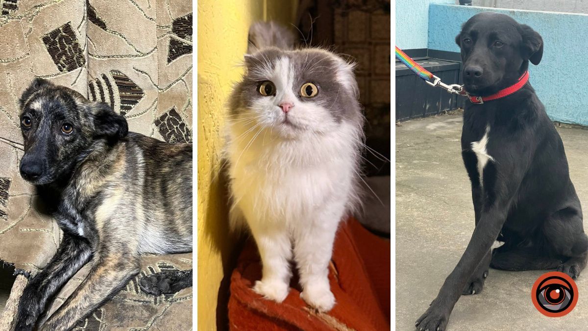 «Всі ми чекаємо дива»: дніпровський притулок, в якому прихистили 80 хвостиків, потребує допомоги перед Великоднем
