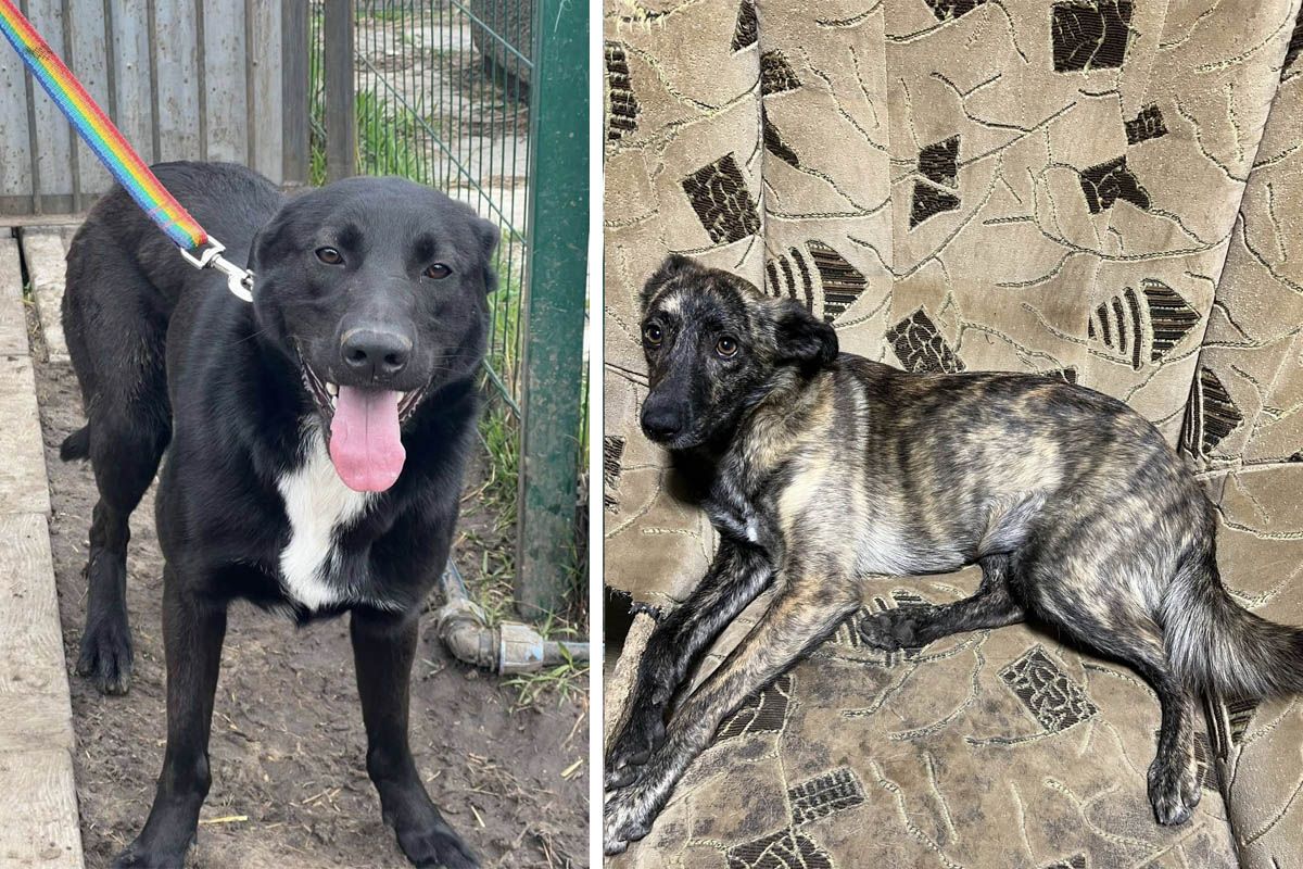 Кто ищет верного друга?