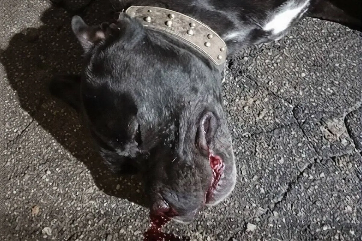 Фото убитой собаки