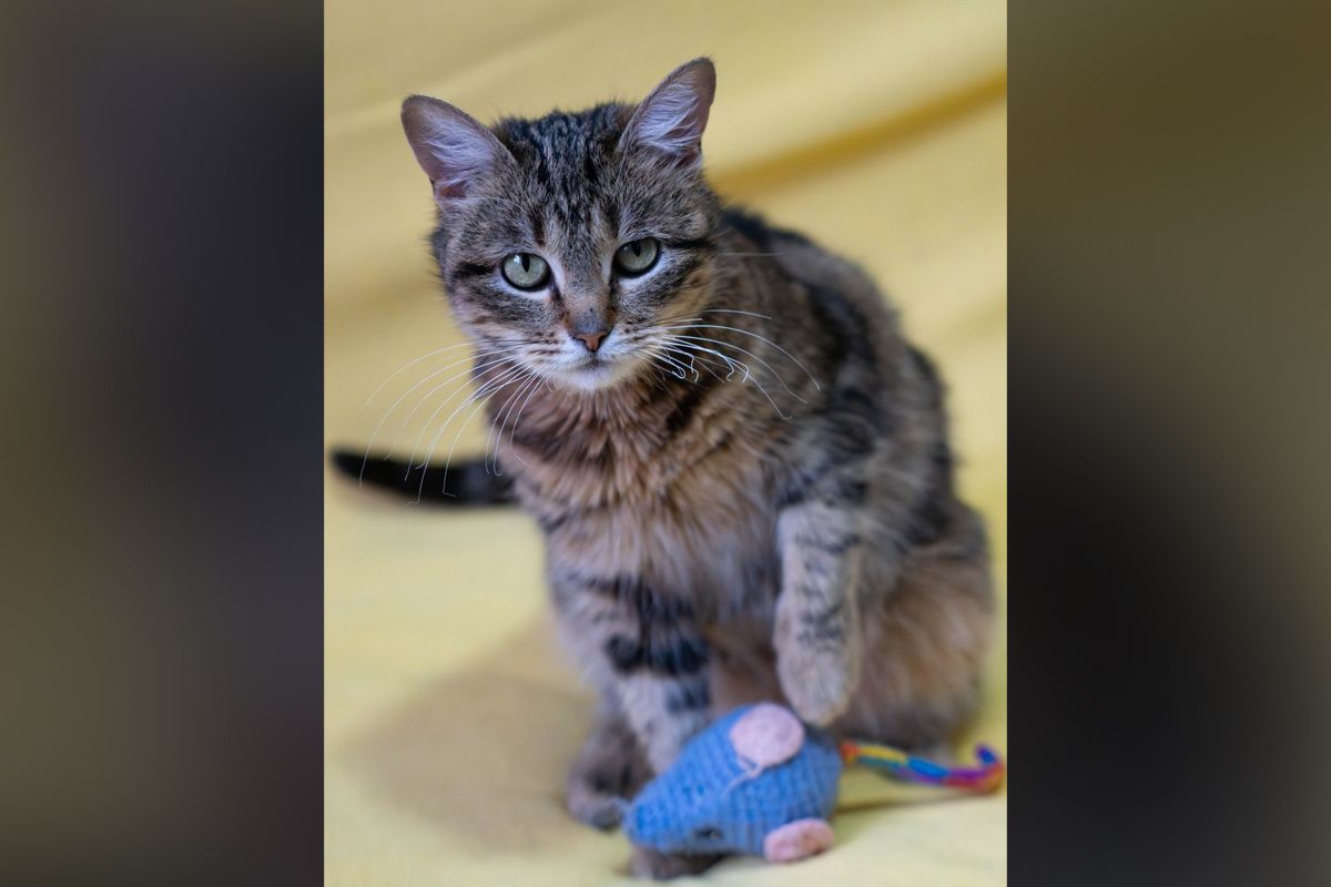 Кішечка в пошуках родини