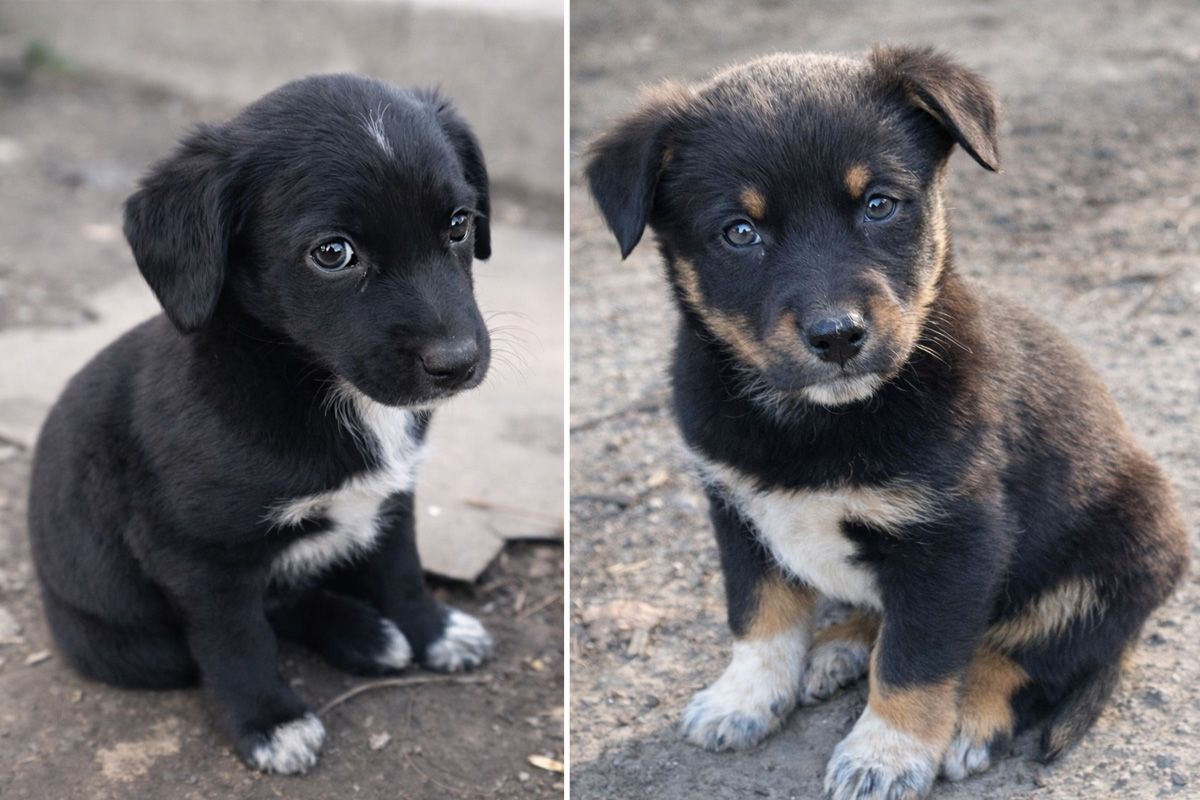 Цуцики шукають домівку