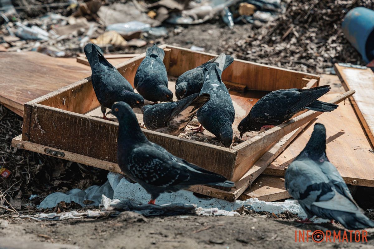 У Дніпрі на Тополях міськрада провела благоустрій смітників за мільйони гривень 15