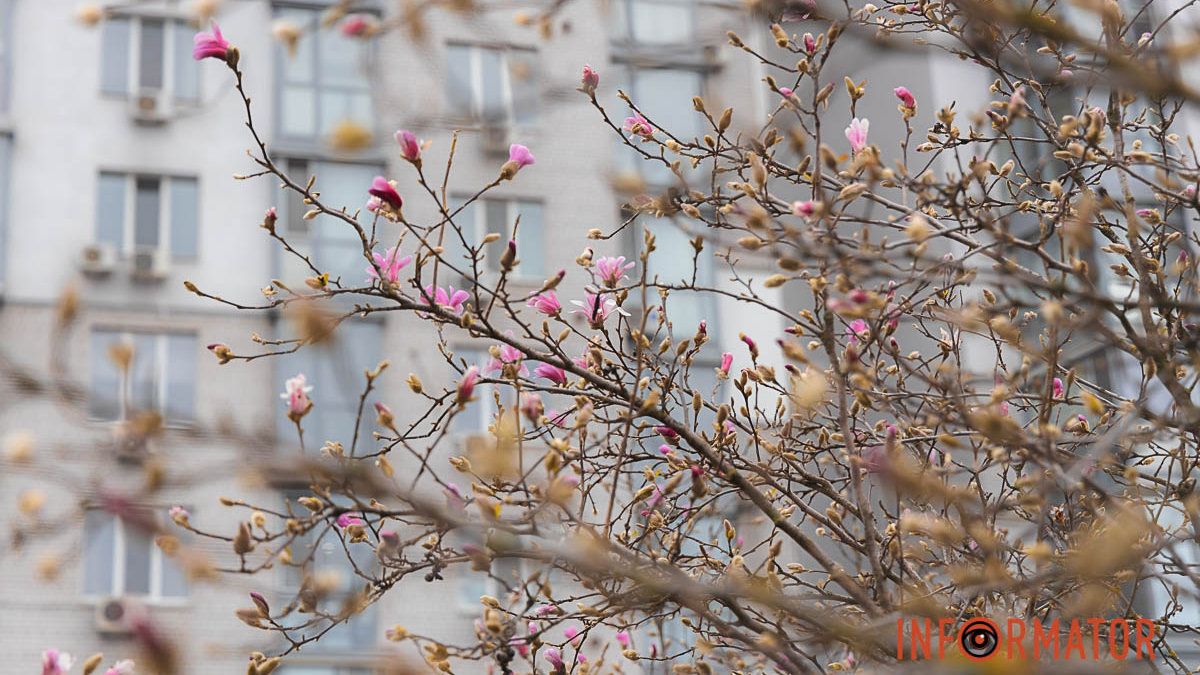Ніжні бутони екзотики: у Дніпрі на Успенській площі розпочинають квітнути магнолії