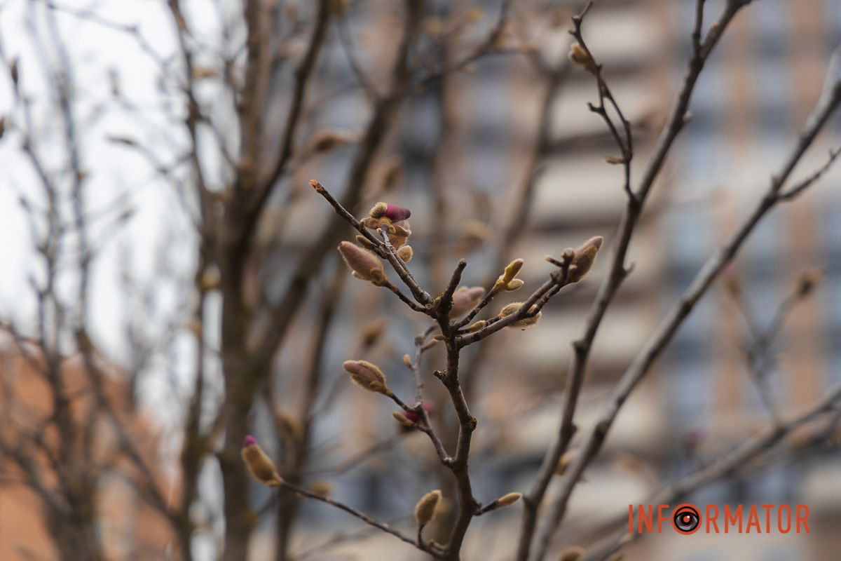 Перші бруньки магнолії