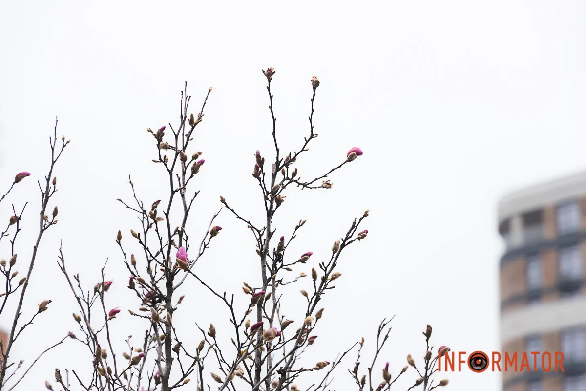 Весняних барв додали магнолії