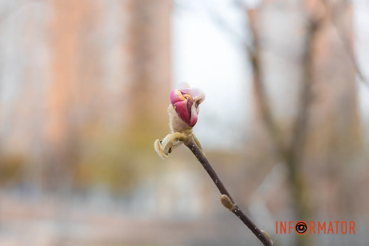 У Дніпрі вже почали розквітати перші бруньки на деревах