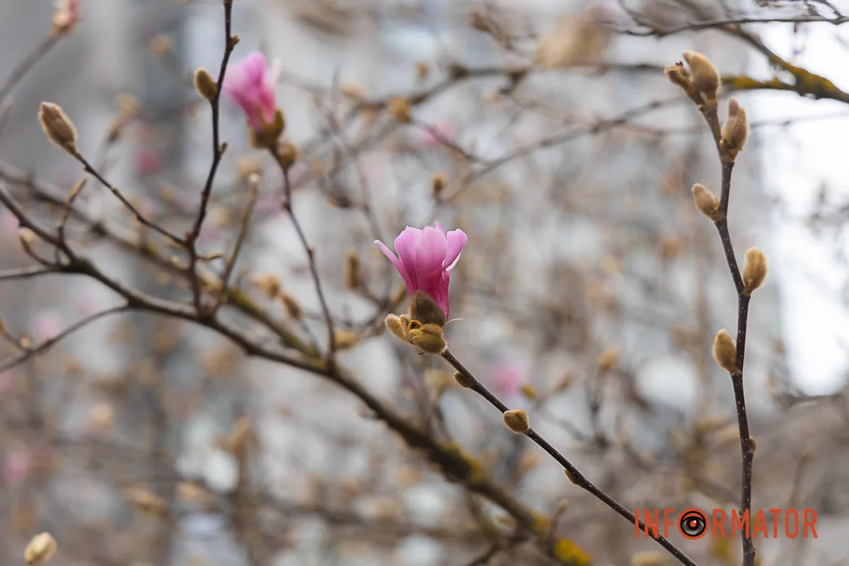 проте перші тендітні квіти вже з’явилися на радість перехожим