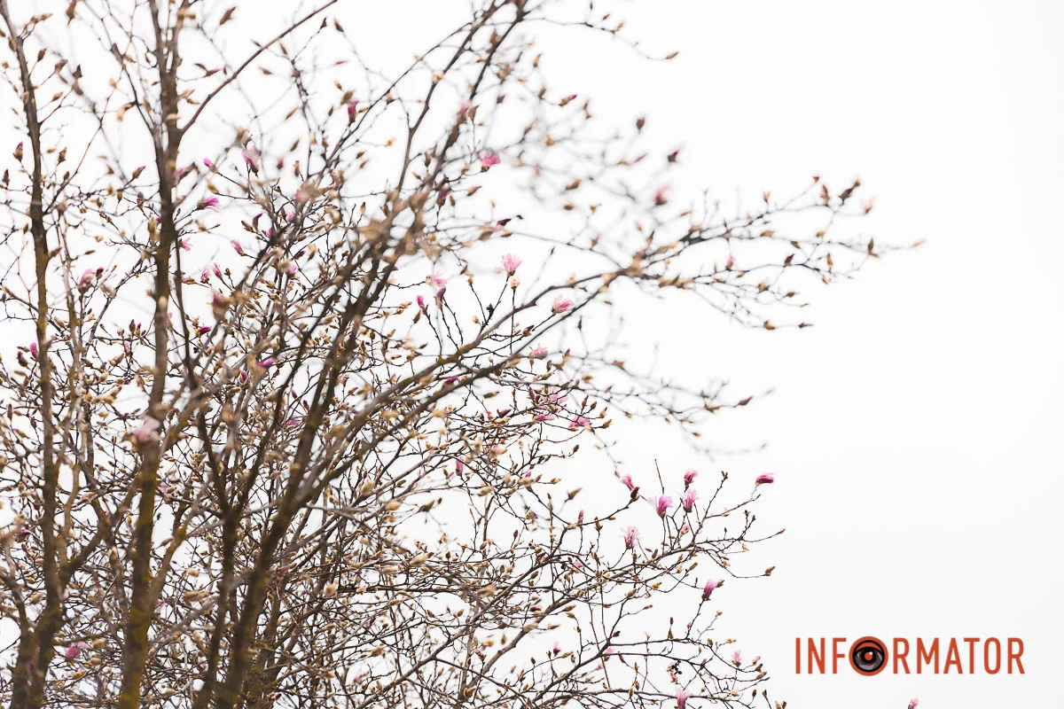 Рожевий на фоні білого