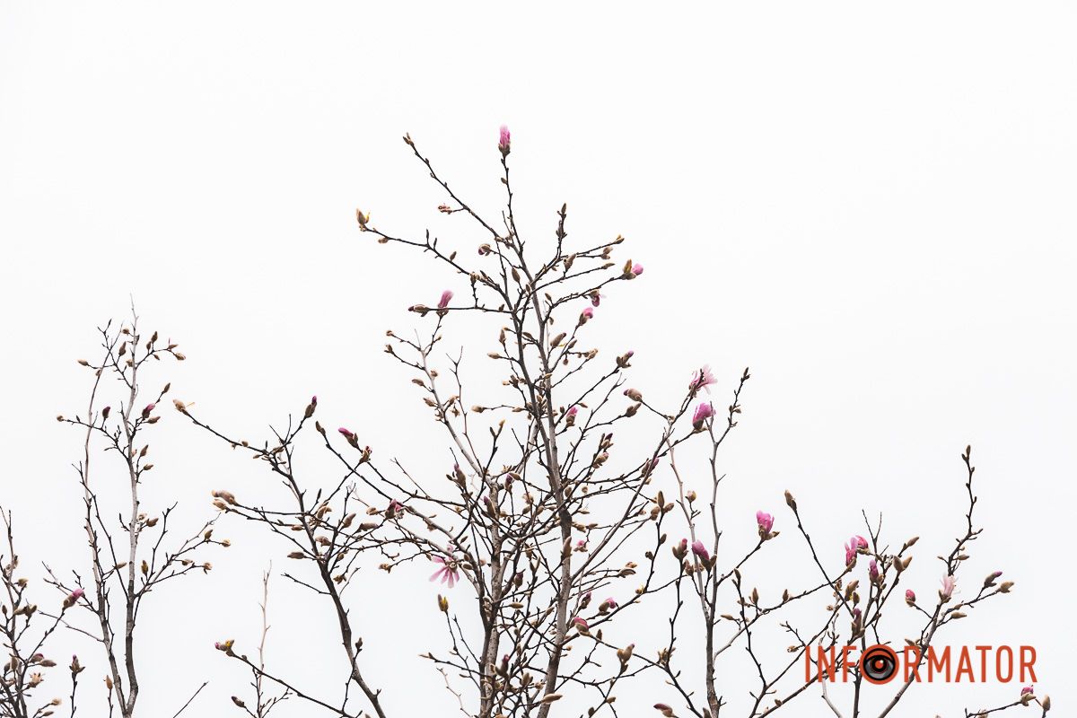 Пелюстки, які розквітають просто неба