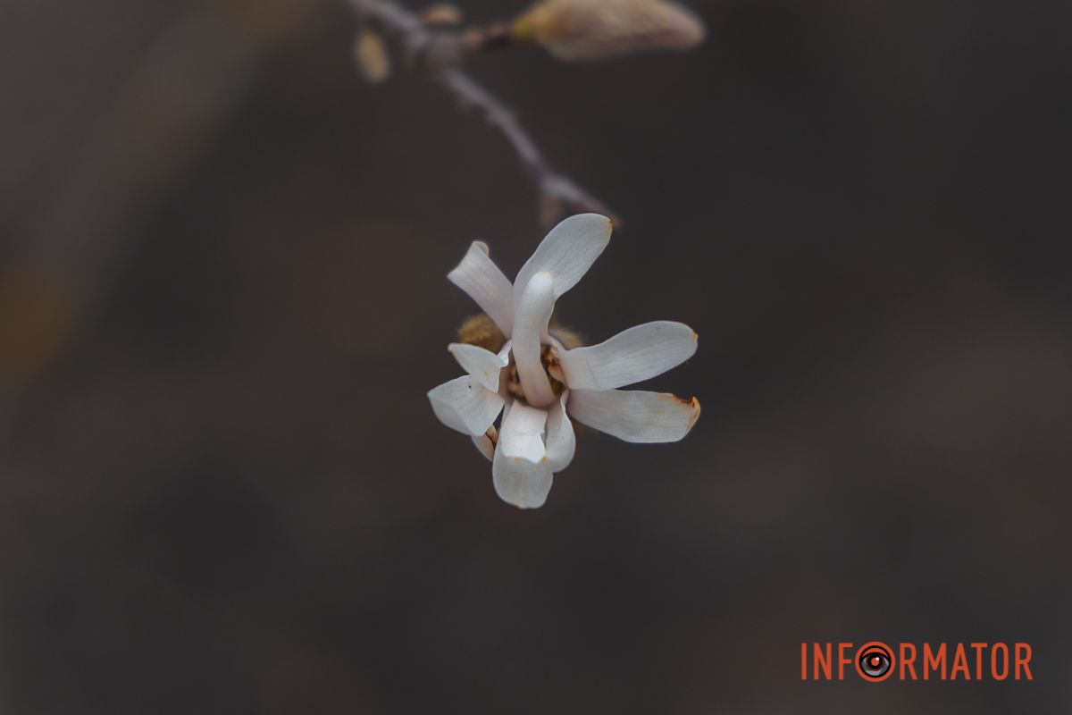 Прекрасні деталі