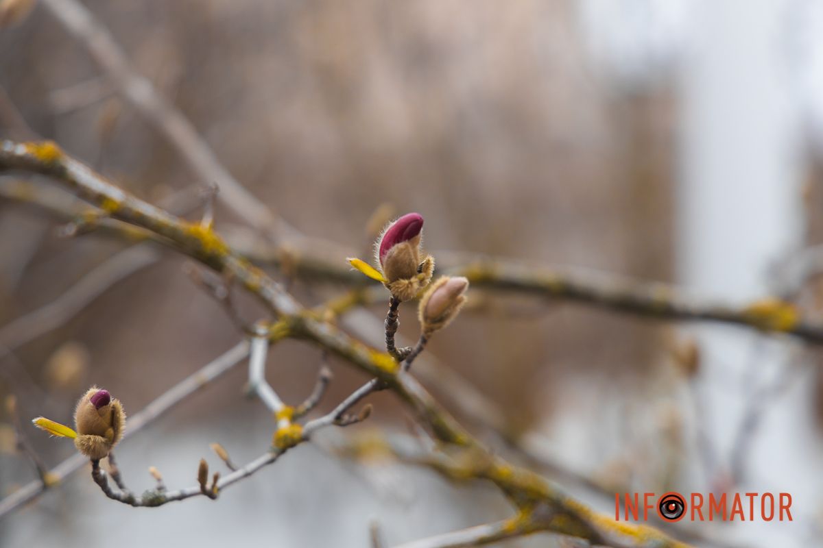 У передчутті цвітіння