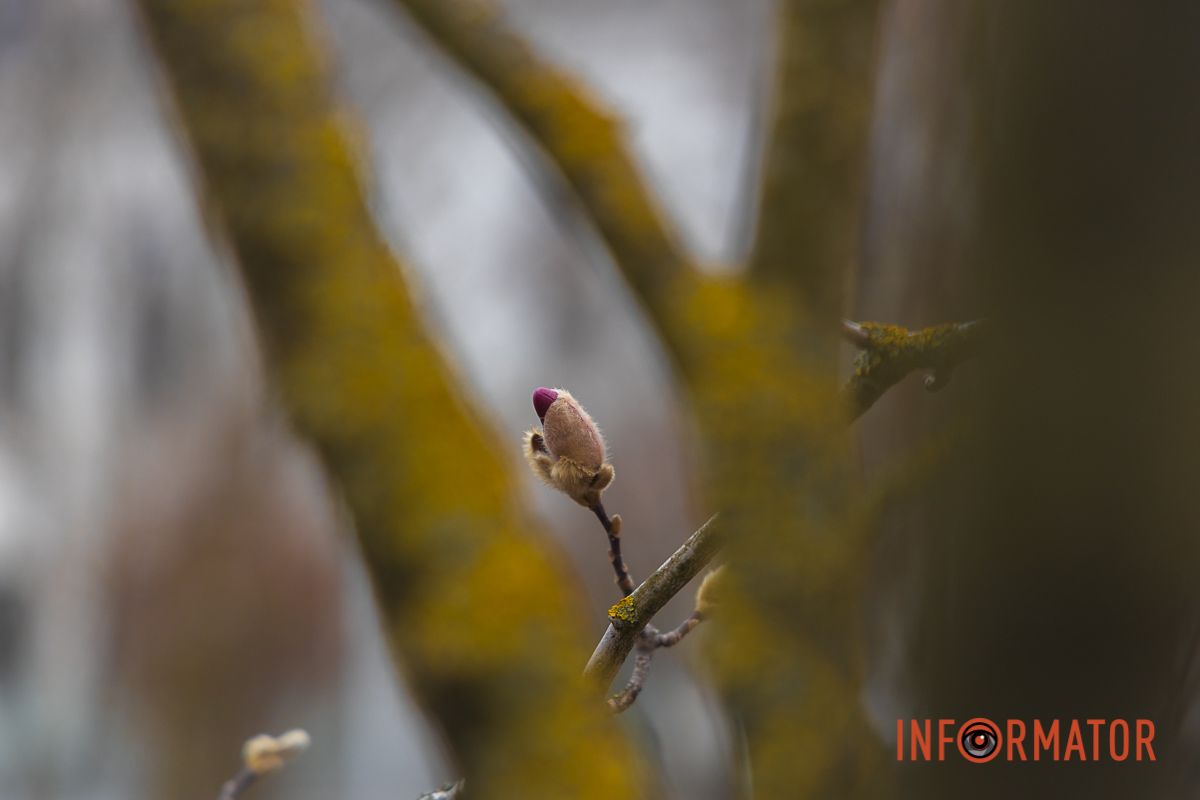 Наразі дерева лише готуються до масового розквіту.