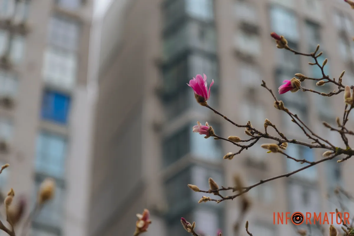 Мова квітів